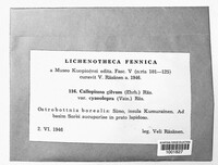 Caloplaca cerina image